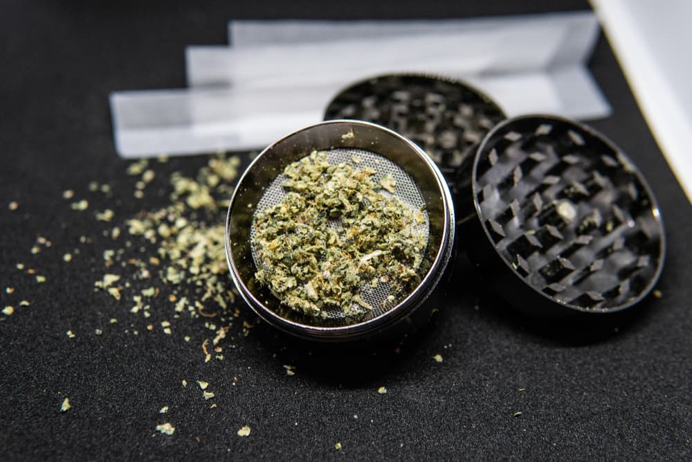 Wie du hochwertige Samen erkennst – Cannabissamen kaufen legal in Deutschland