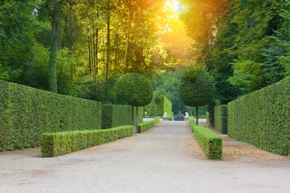 Gartenfreuden für alle: Heckenpflanzen bequem online kaufen