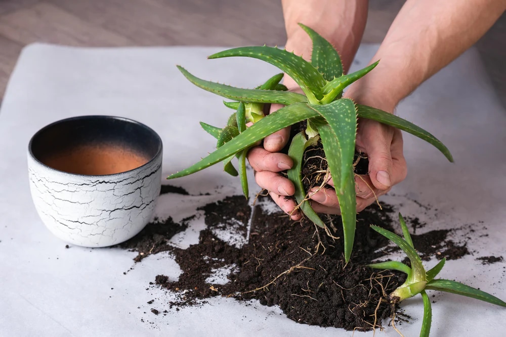 Entdecken Sie den Jungbrunnen mit Forever Living Aloe Vera
